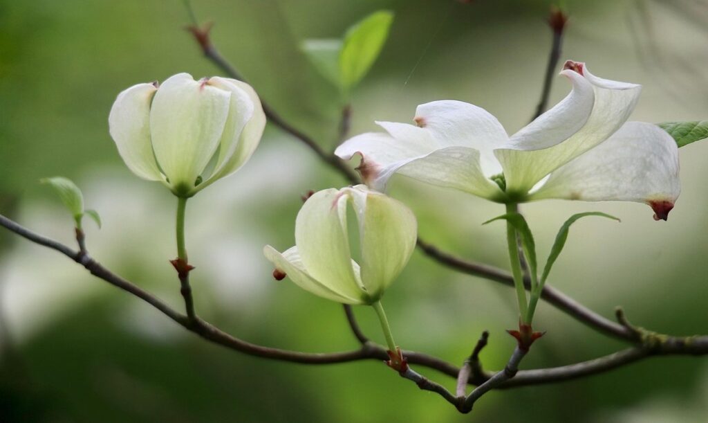 red twigged dogwood for pollinator gardens