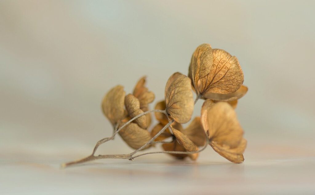 dried honeycomb