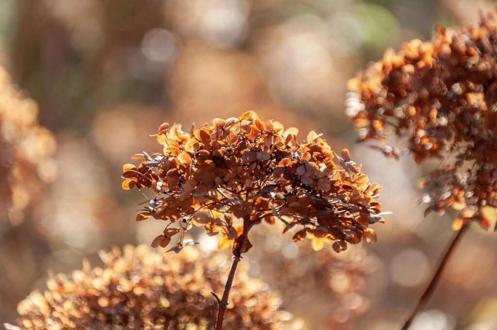 fall flowers for bees