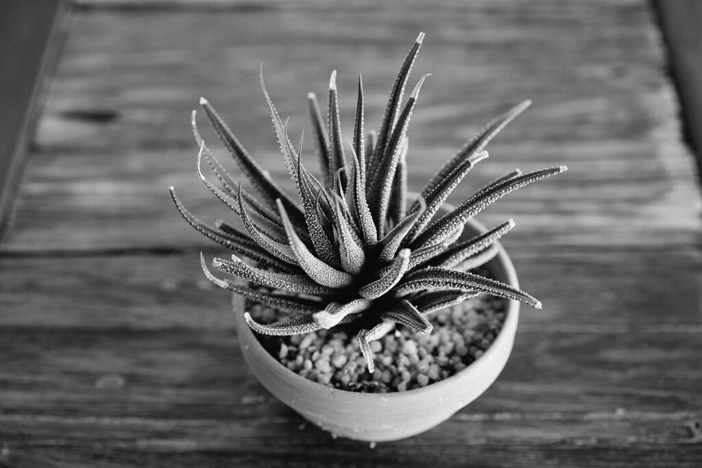 fasciated plants for bee gardens