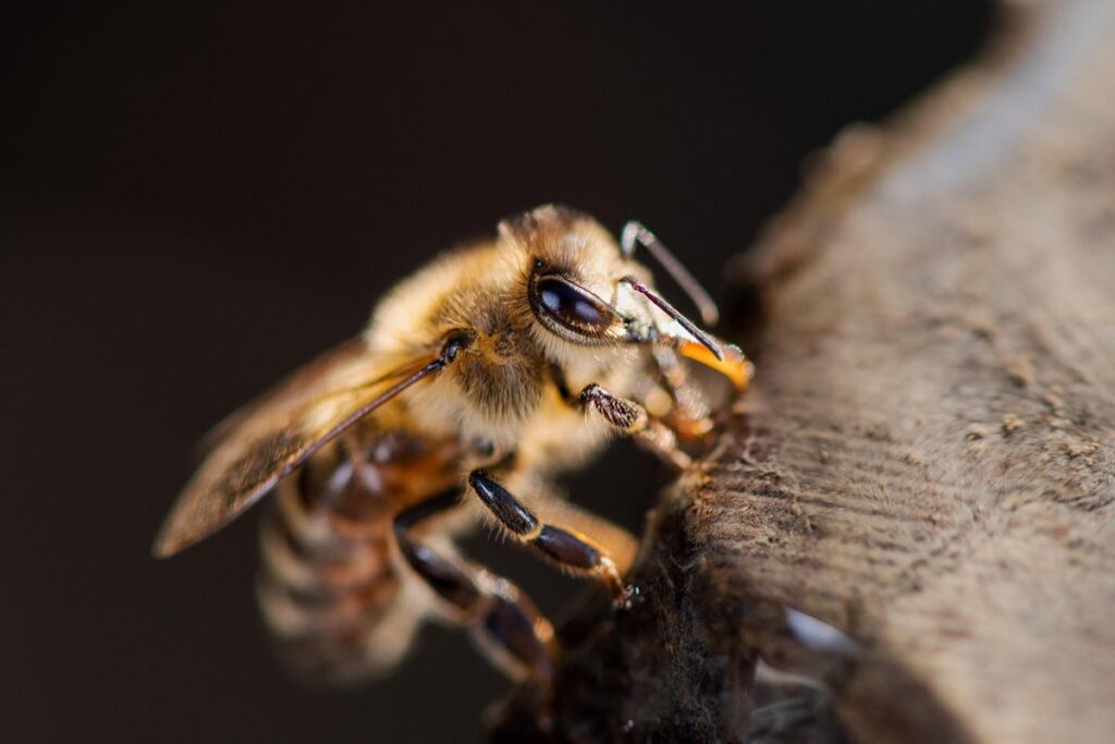 fat fuzzy bee