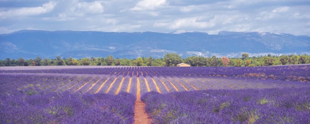 french lavender honey
