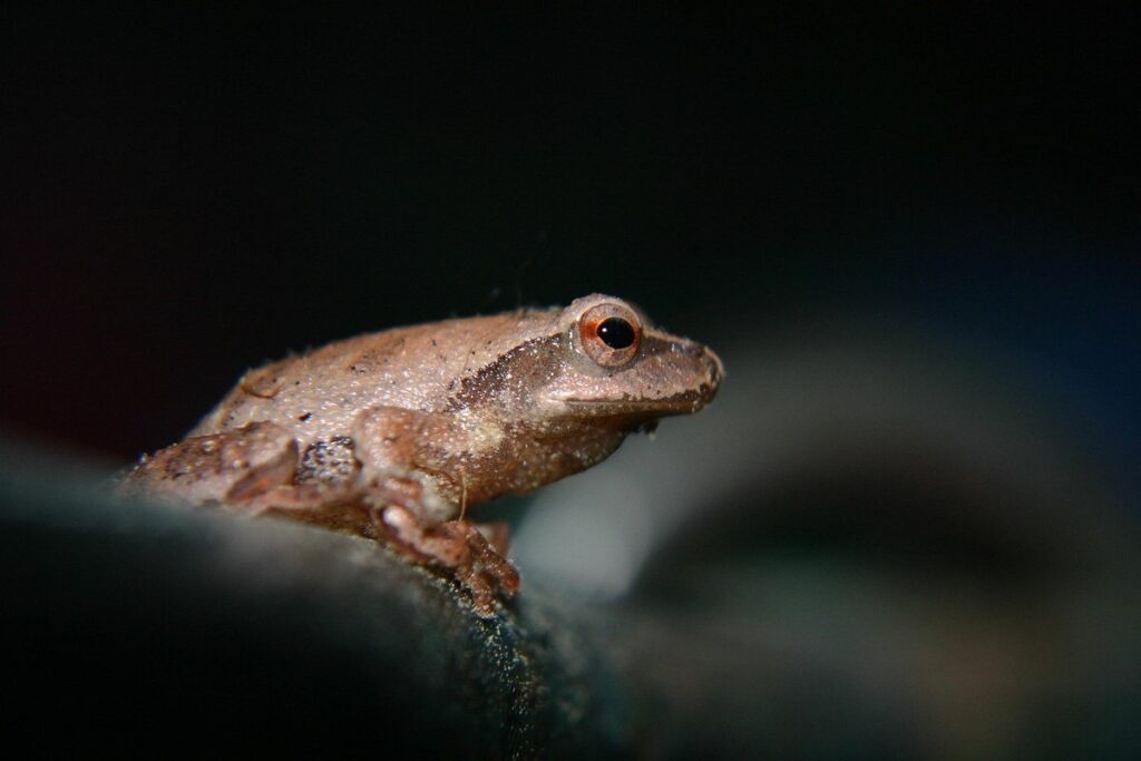 frog hopper insect in apiary management