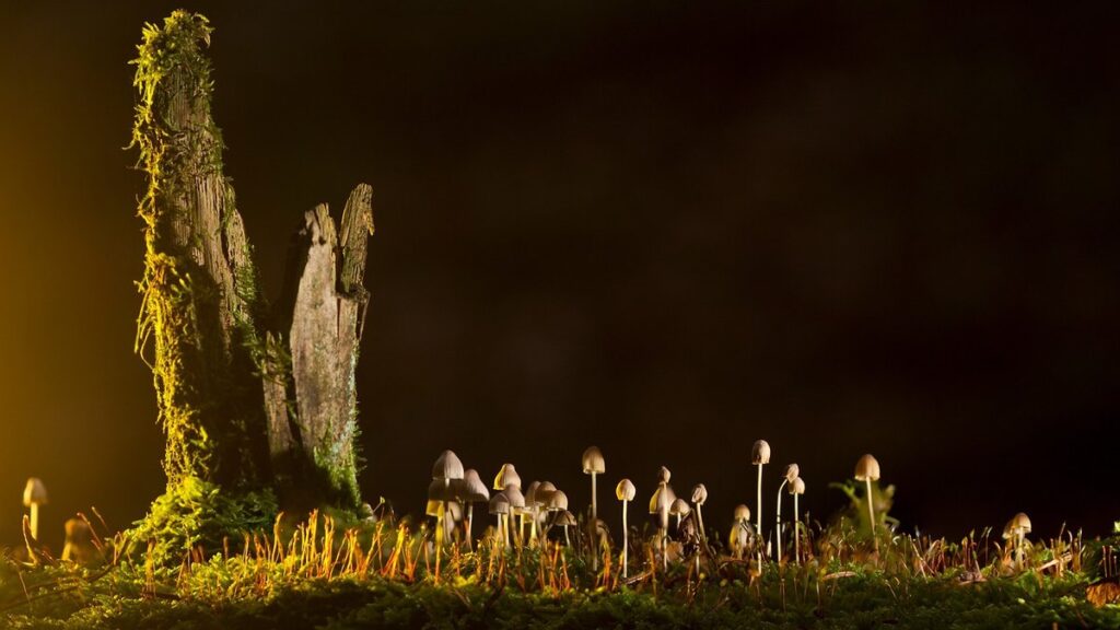 mycorrhizae fungi for bee colonies