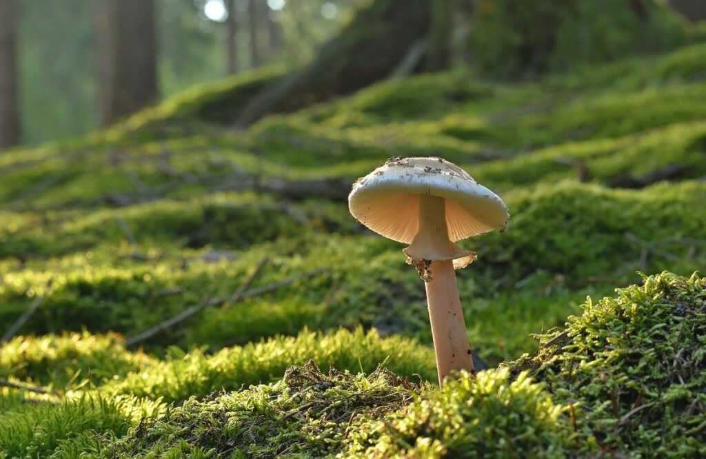 powder fungus in bee colonies