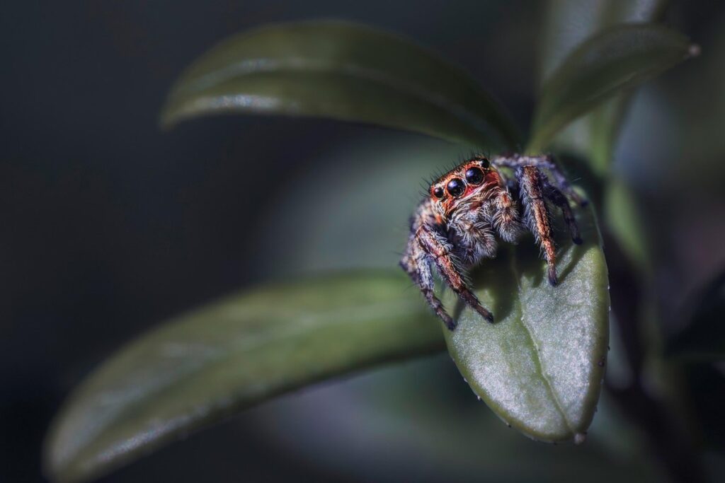 garden spider ontario and bees