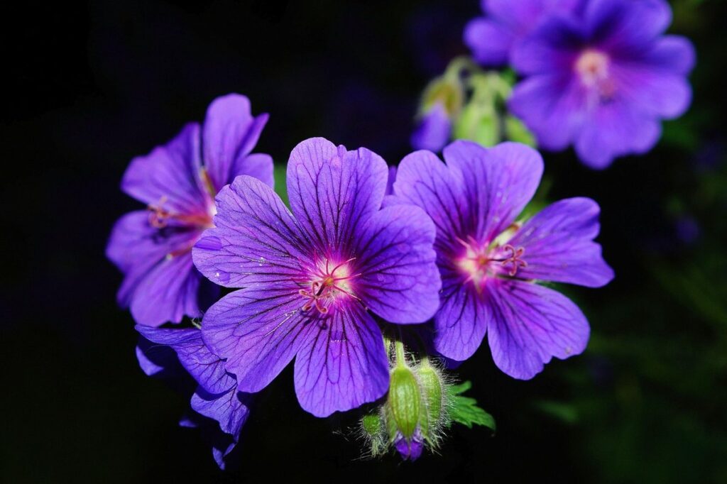 types of geraniums for pollinators