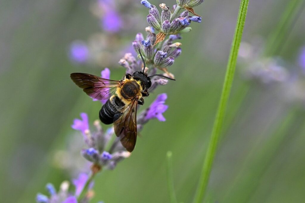 giant black bee