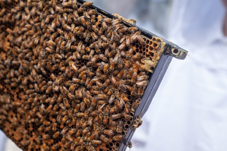 giant knotweed and bee health