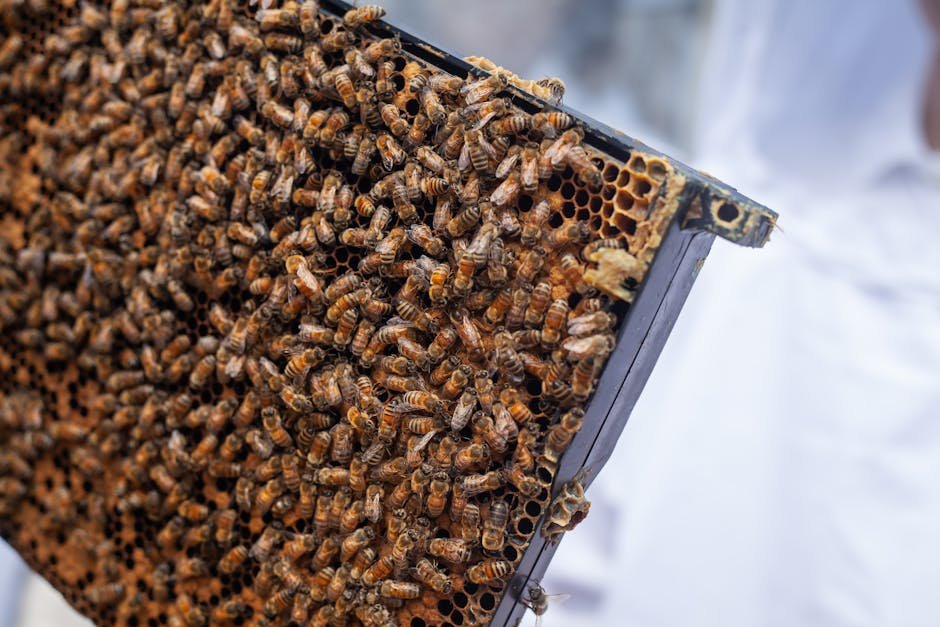 Giant knotweed and bee health -> Bee infestation