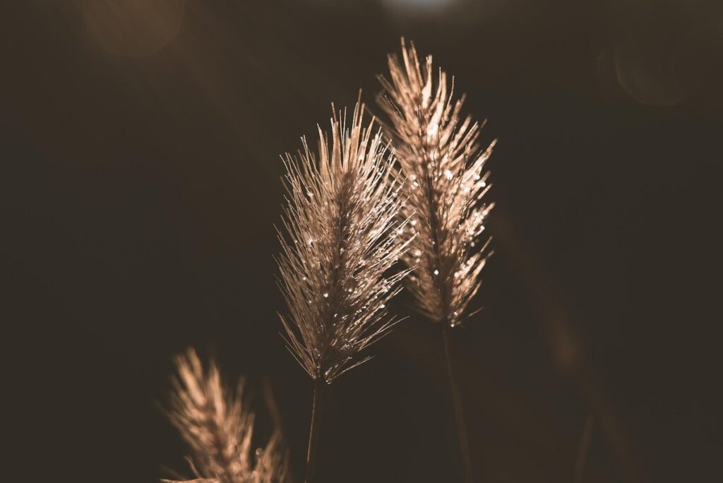 grass weeds ontario for bee habitats