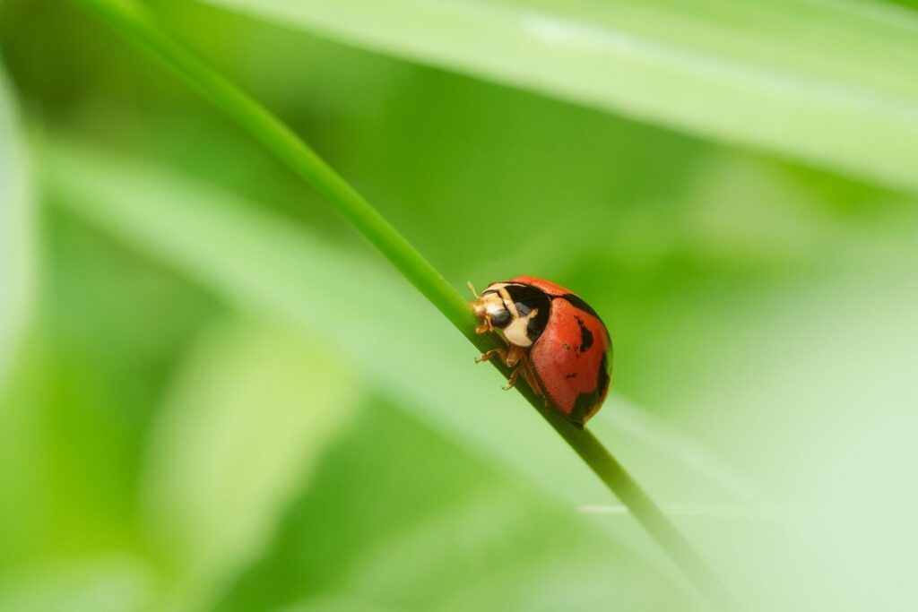 green beetles in ontario in apiary management