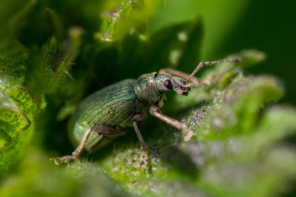 green bug on leaf in apiary management