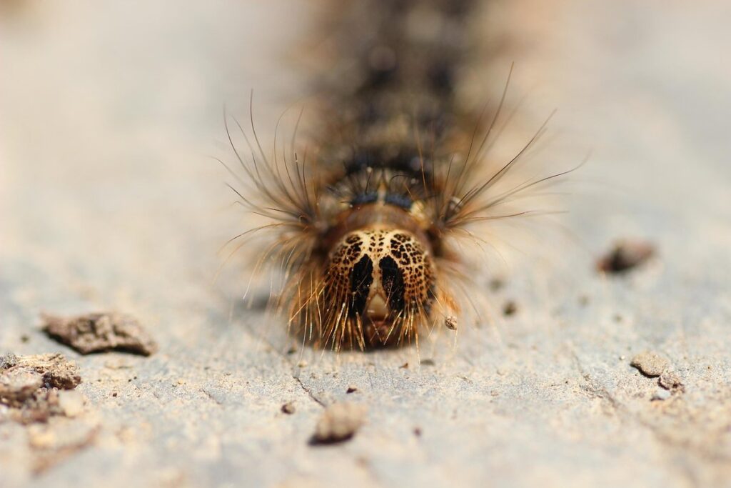 gypsy moth damage in apiary management
