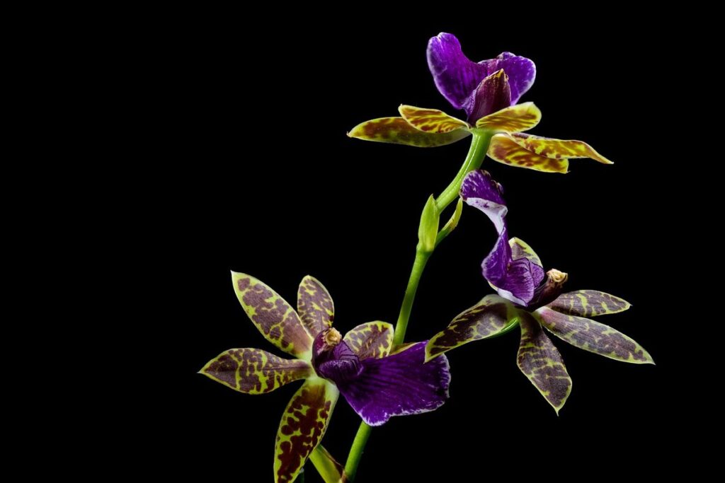 helleborine orchid for pollinators