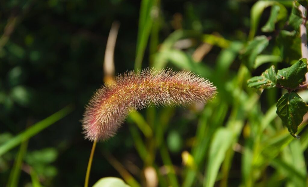 invasive grasses ontario for beekeepers