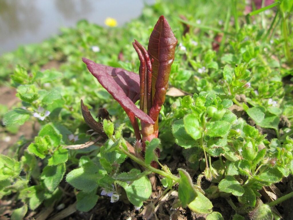 invasive weeds with white flowers for bees