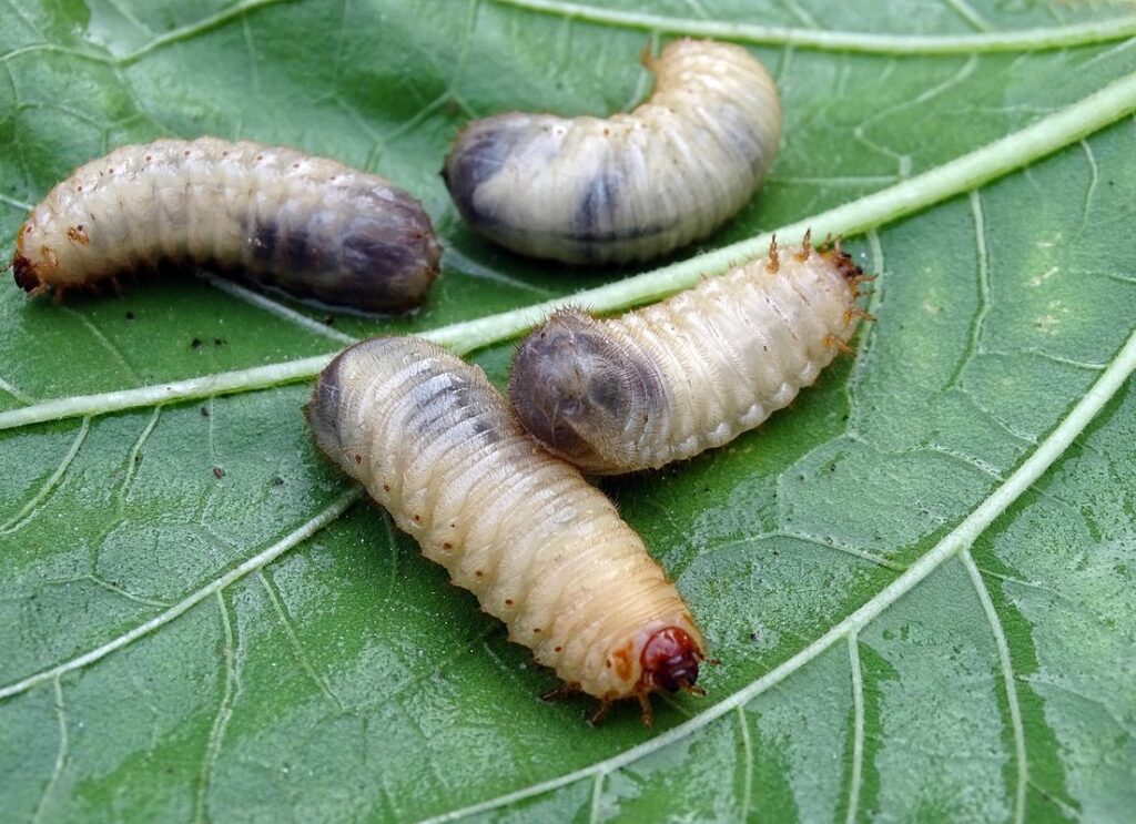 larvae japanese beetle in apiary management