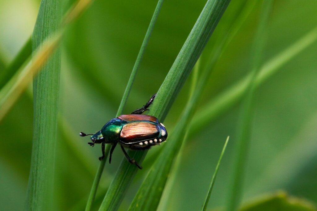 what eats japanese beetles in bee gardens