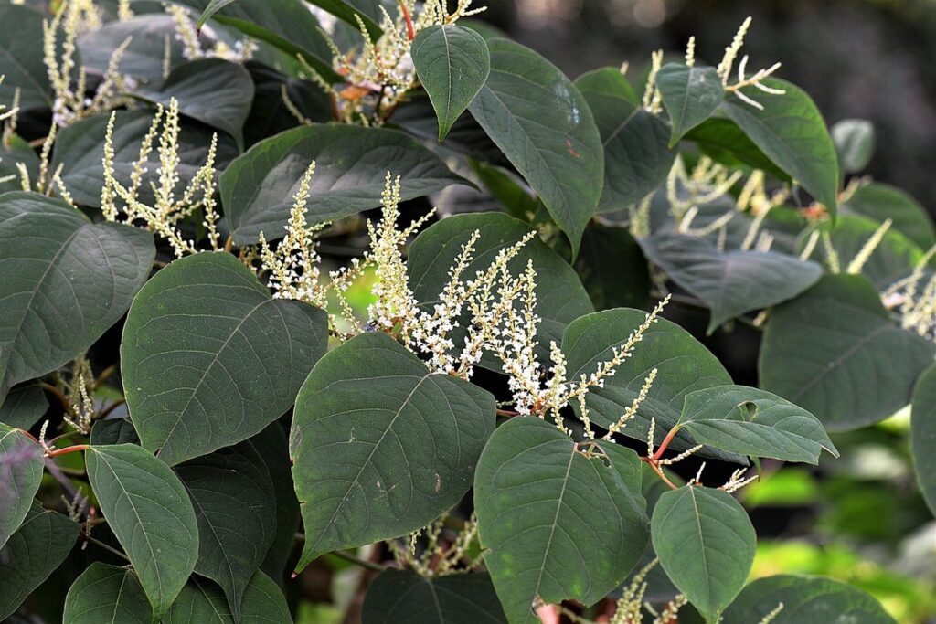 invasive japanese knotweed in apiary management