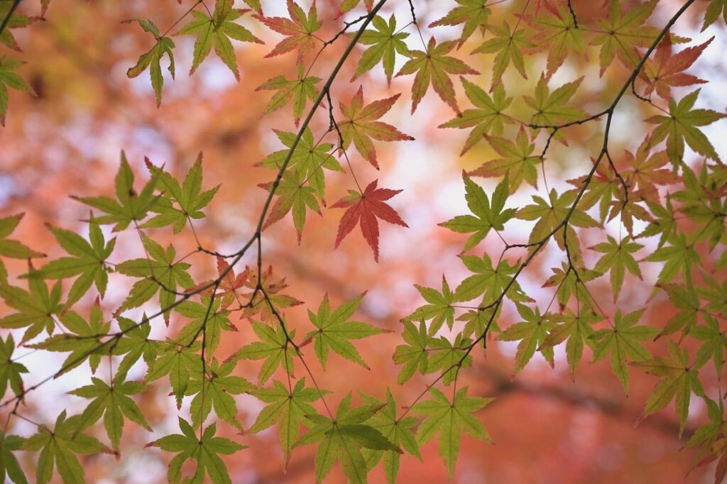 problems with japanese maple near hives