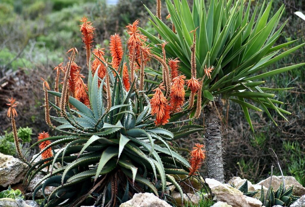 plants resistant to juglone for beekeepers