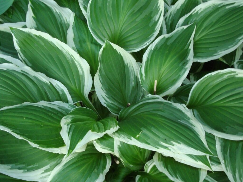 juglone tolerant plants ontario for beekeepers