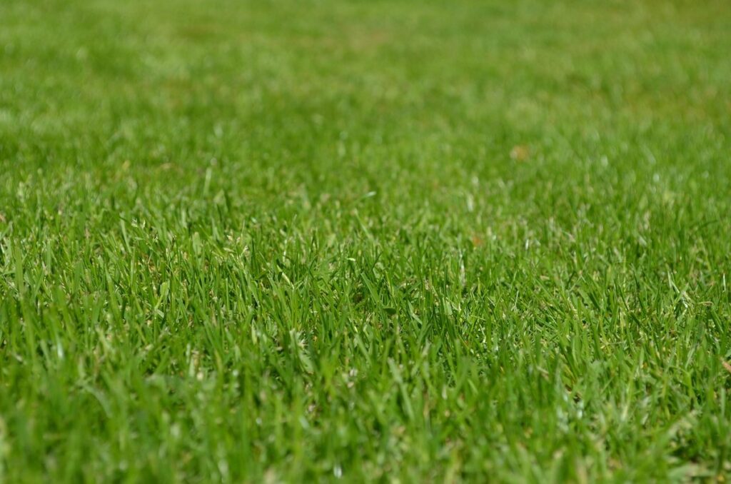lawn miner bees