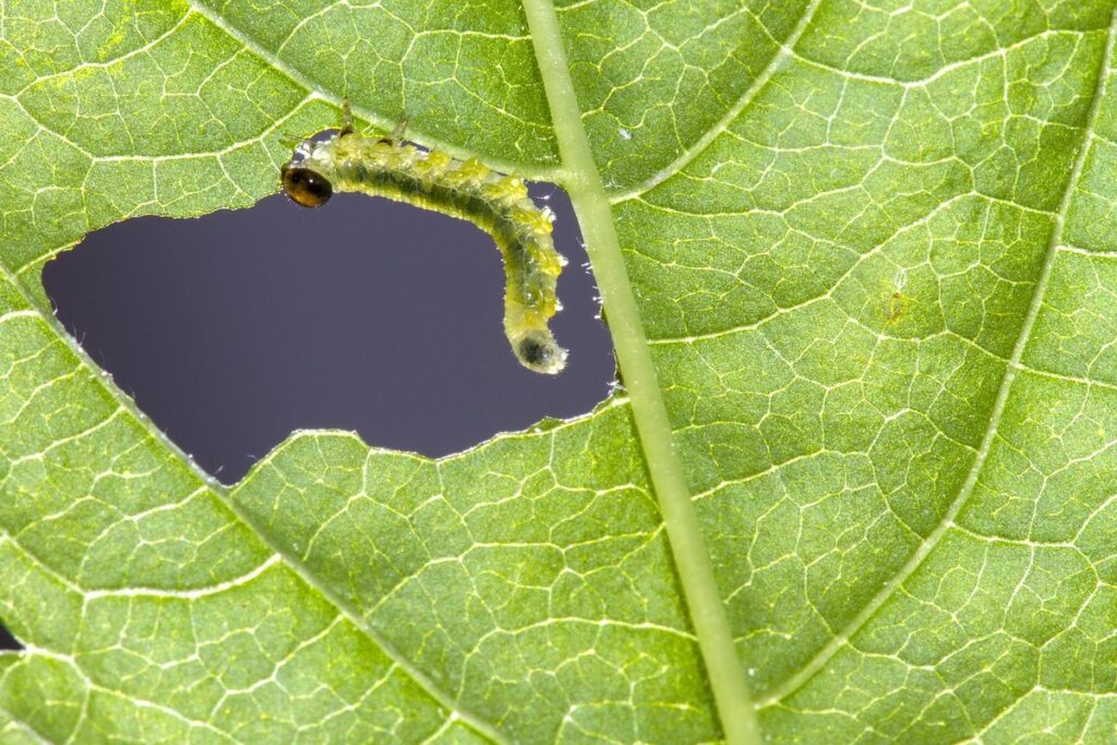 leaf miner leaves in apiary management