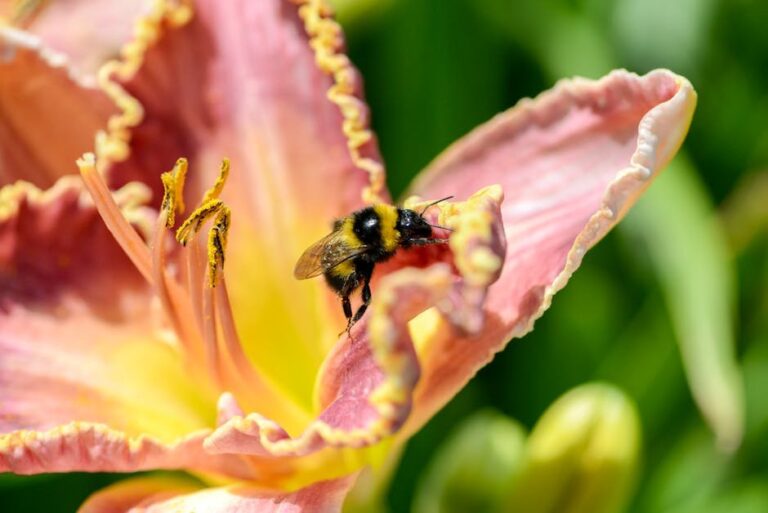lily bugs and bee colonies