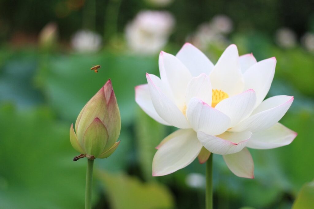 lotus bug in beekeeping