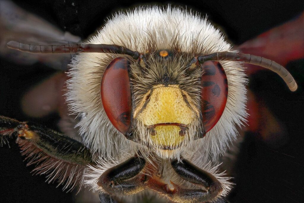 can male bees sting