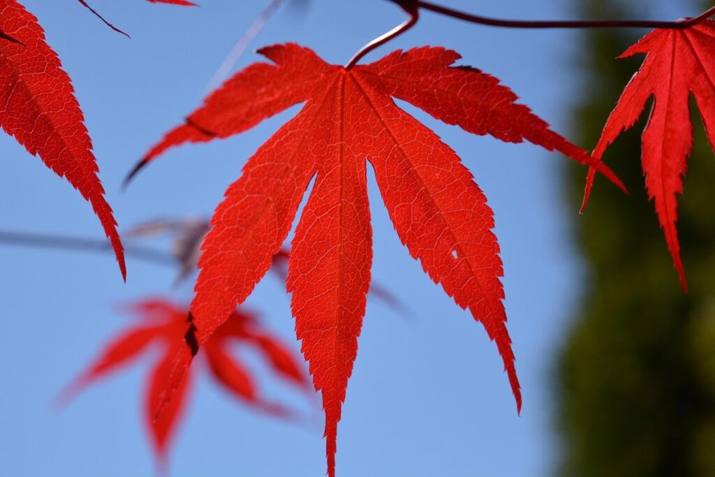 spots on maple leaves near hives