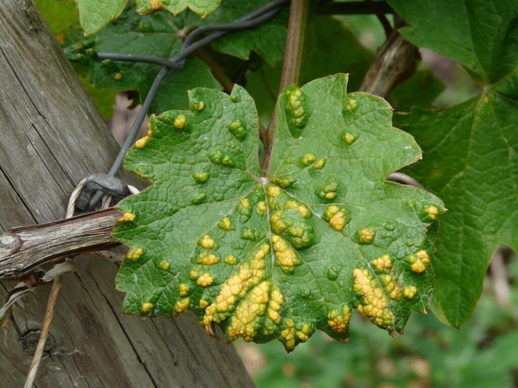 mite galls in apiary management