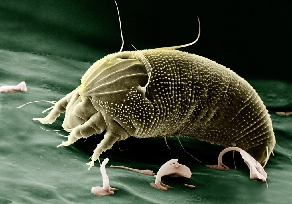 mite traps
