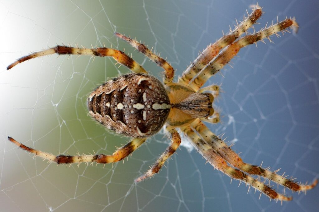 orb weaver spider ontario and bees