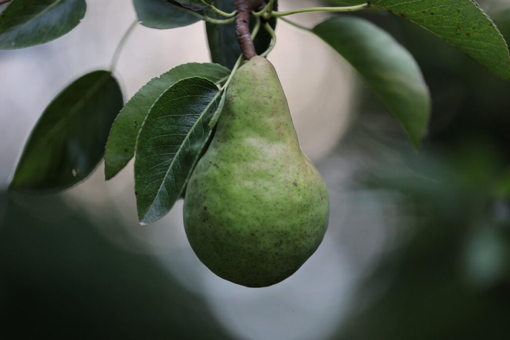 pear slug in apiary management