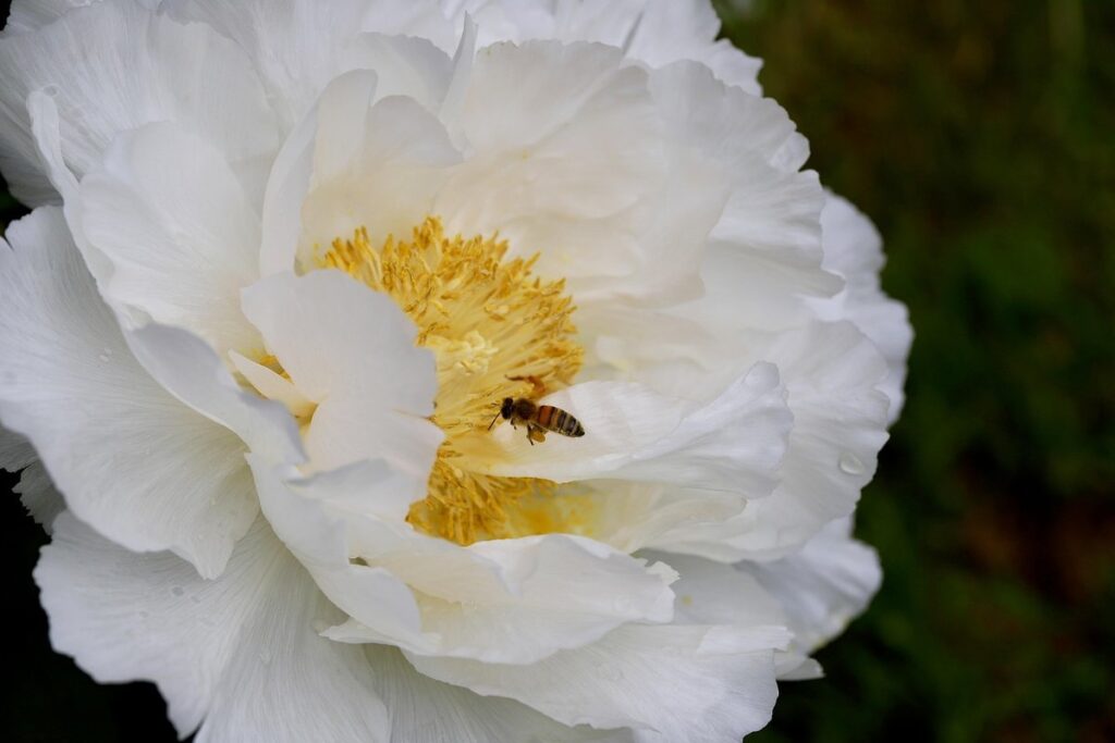leaves of peony for bee forage