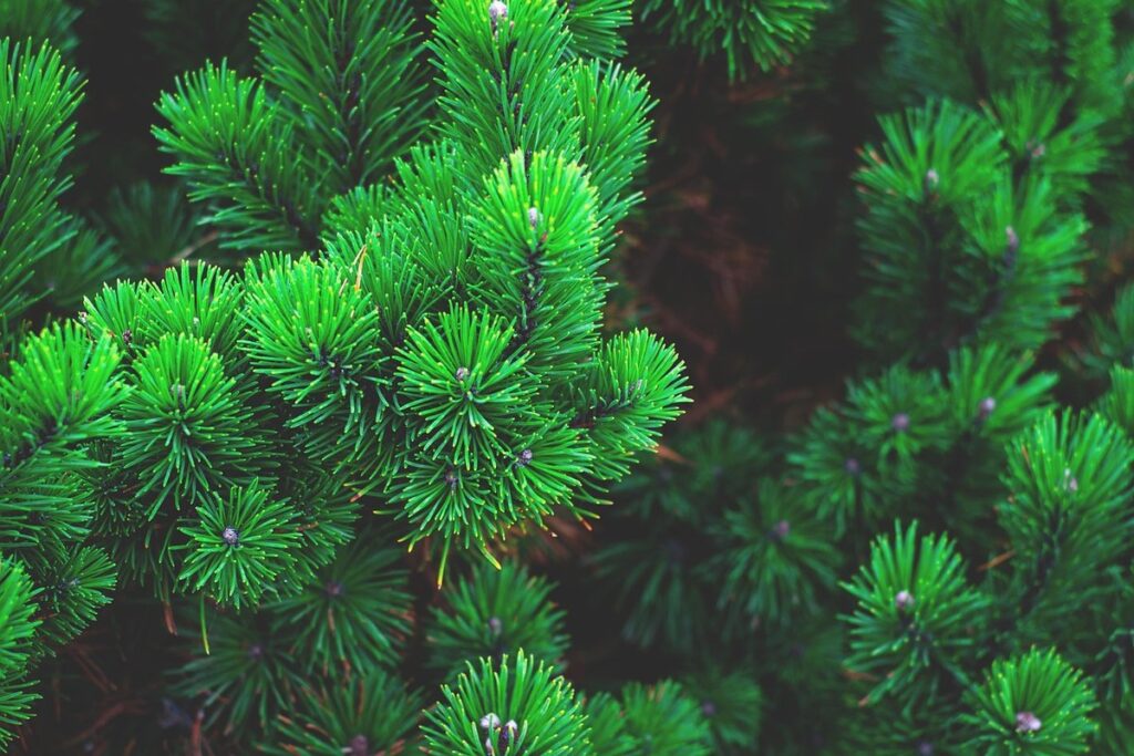 branch pine for bee forage