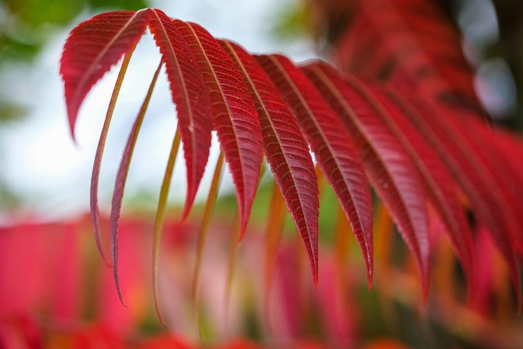 poison sumac ontario for beekeepers
