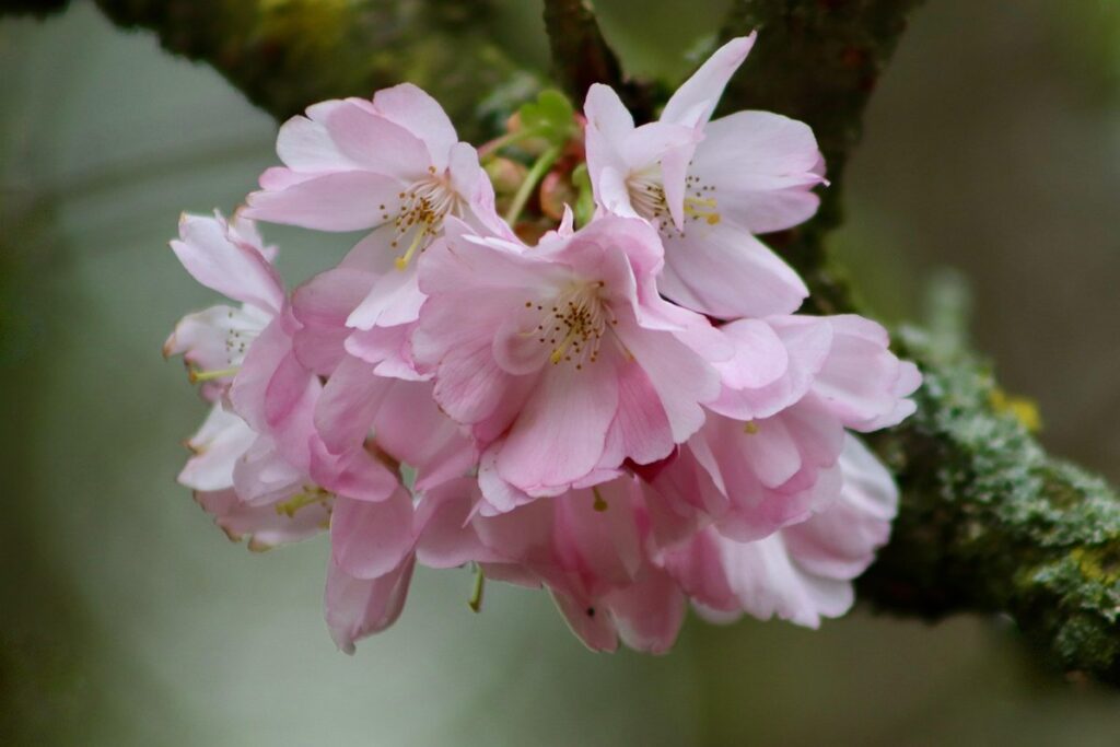 purple leaf sand cherry tree fruit for bees