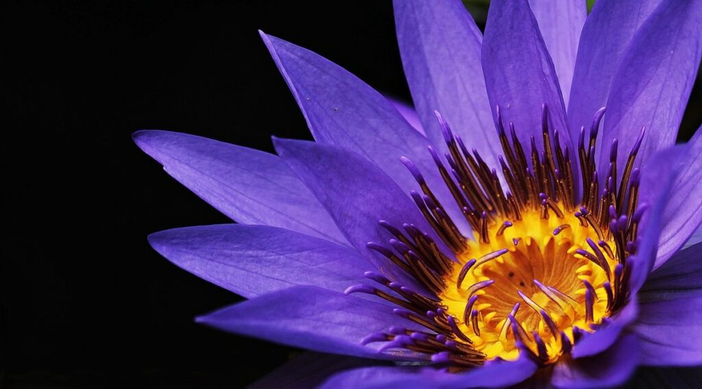 ontario purple flowers for bees