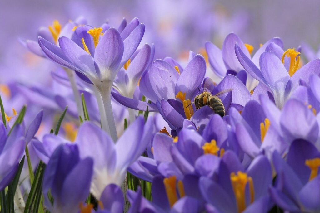 purple honey north carolina