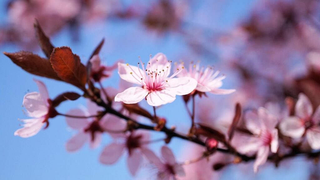 sand cherry tree for bee forage