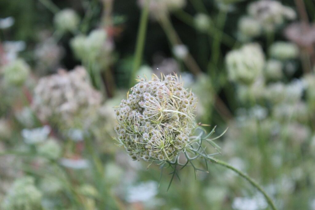 is queen anne's lace invasive in ontario for beekeepers