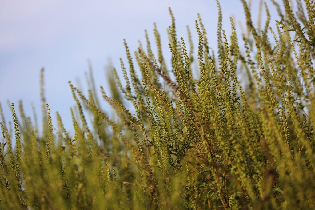 ragweed ontario for bee forage