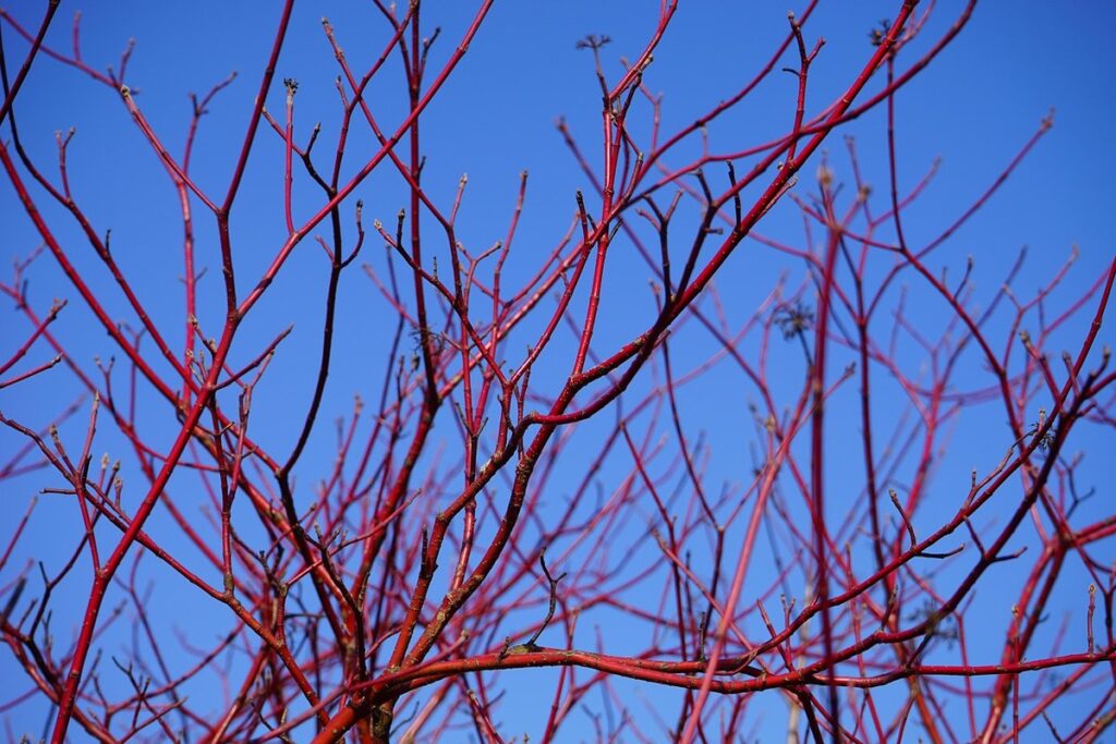 dogwood red bark for pollinators