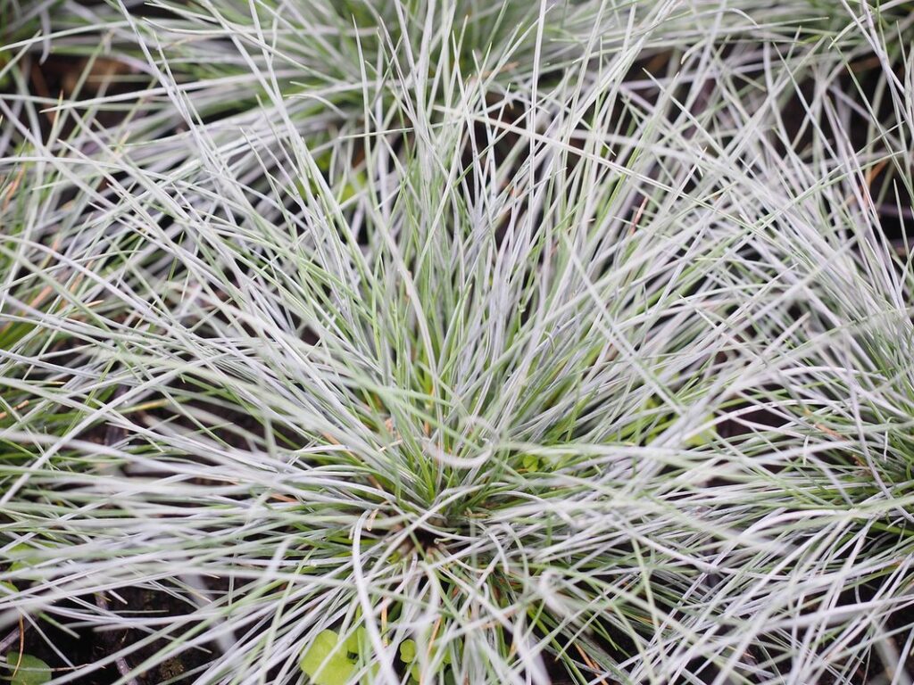 red fescue grass for bees
