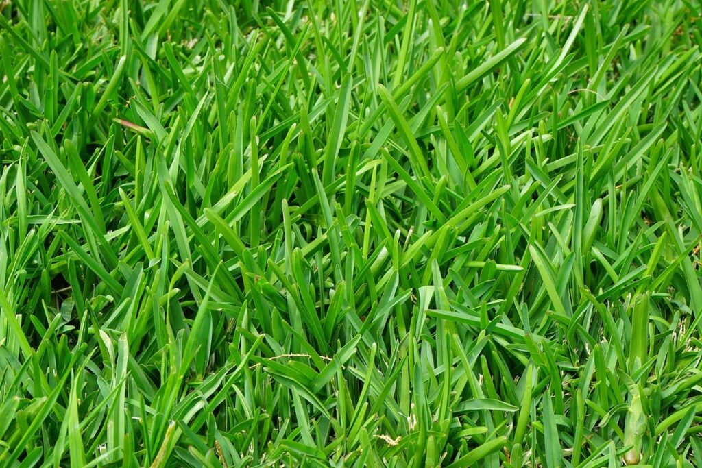creeping red fescue lawn for bees