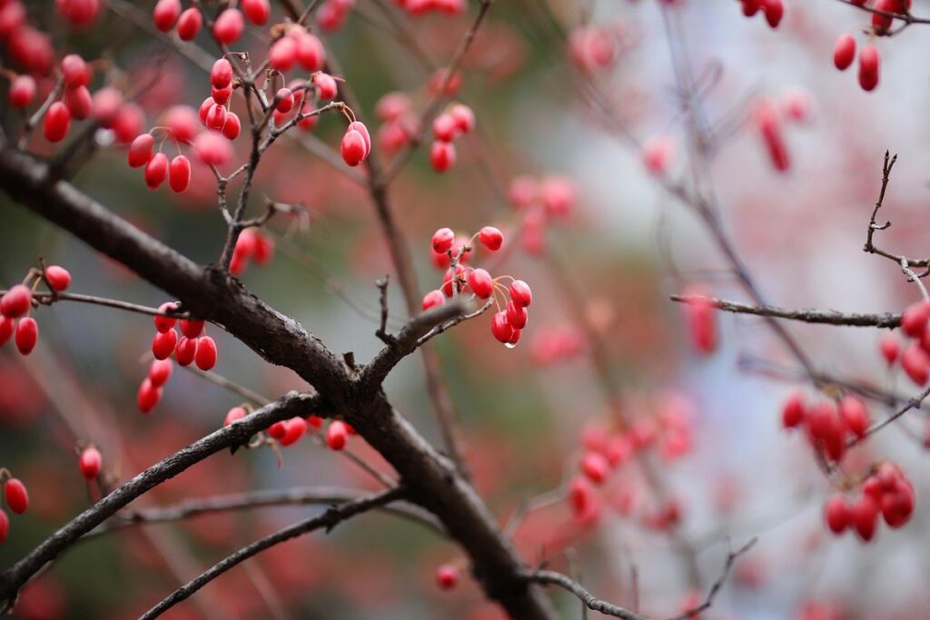 red twig dogwood plant for pollinators